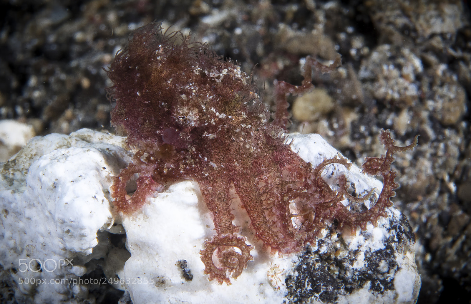 Canon EOS 5D Mark IV sample photo. Hairy octopus photography