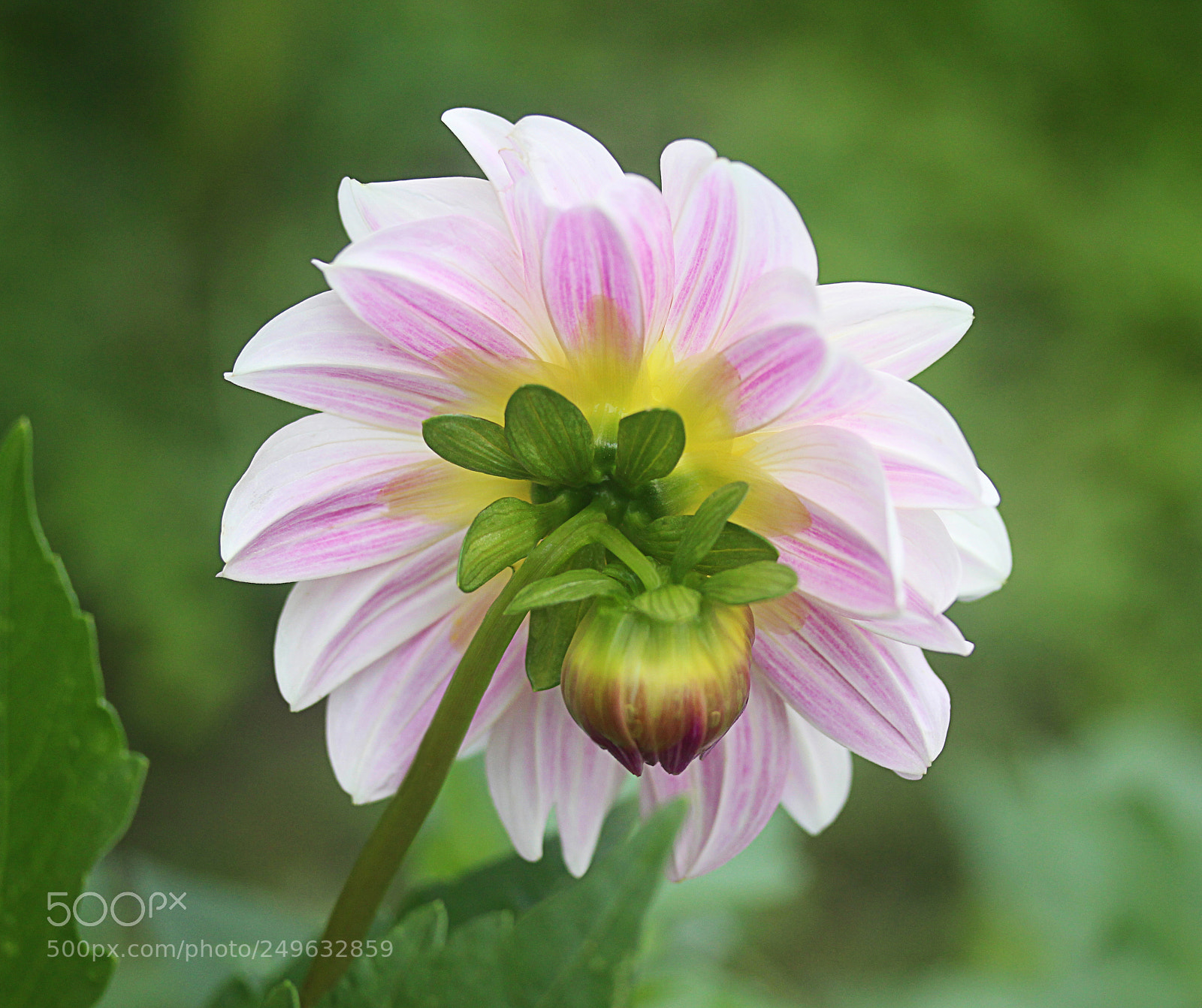 Canon EOS 650D (EOS Rebel T4i / EOS Kiss X6i) sample photo. Dahlia 37 photography