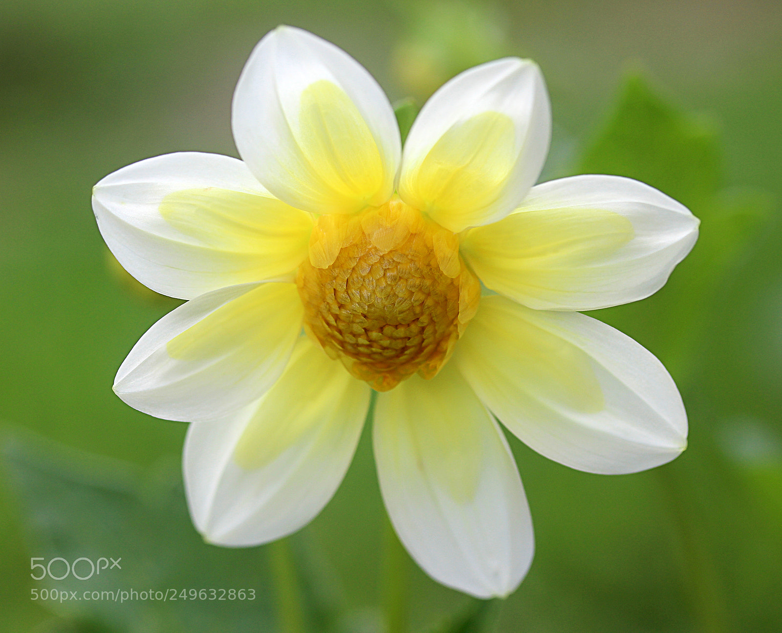 Canon EOS 650D (EOS Rebel T4i / EOS Kiss X6i) sample photo. Dahlia 38 photography