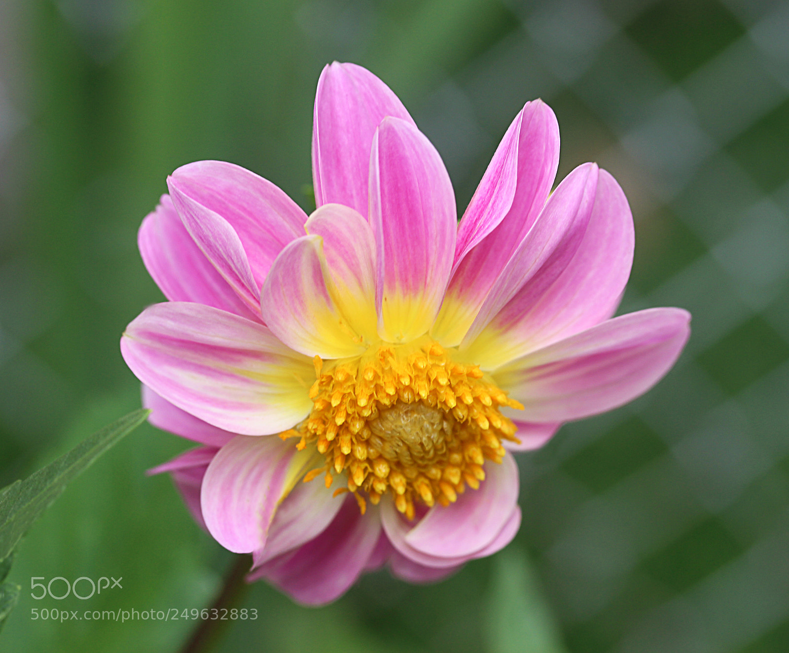 Canon EOS 650D (EOS Rebel T4i / EOS Kiss X6i) sample photo. Dahlia () a photography