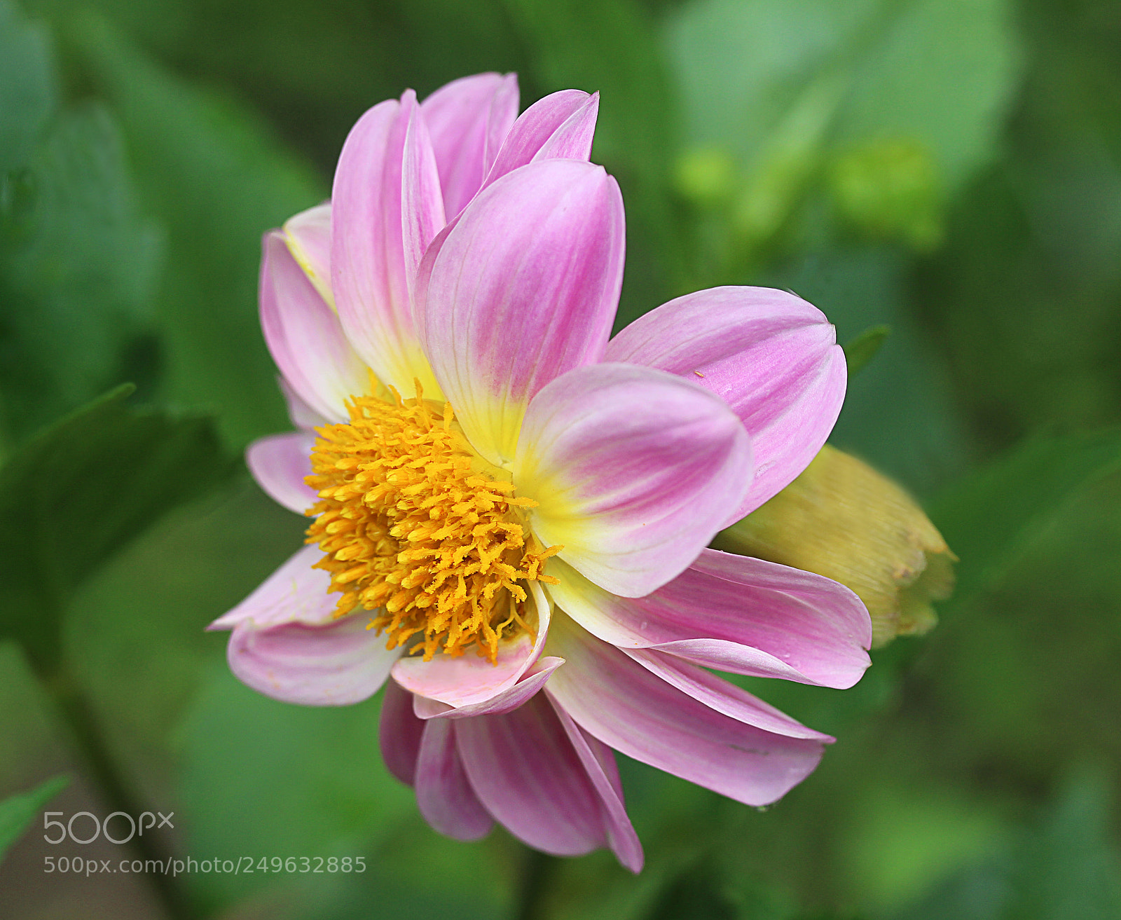 Canon EOS 650D (EOS Rebel T4i / EOS Kiss X6i) sample photo. Dahlia 41 photography