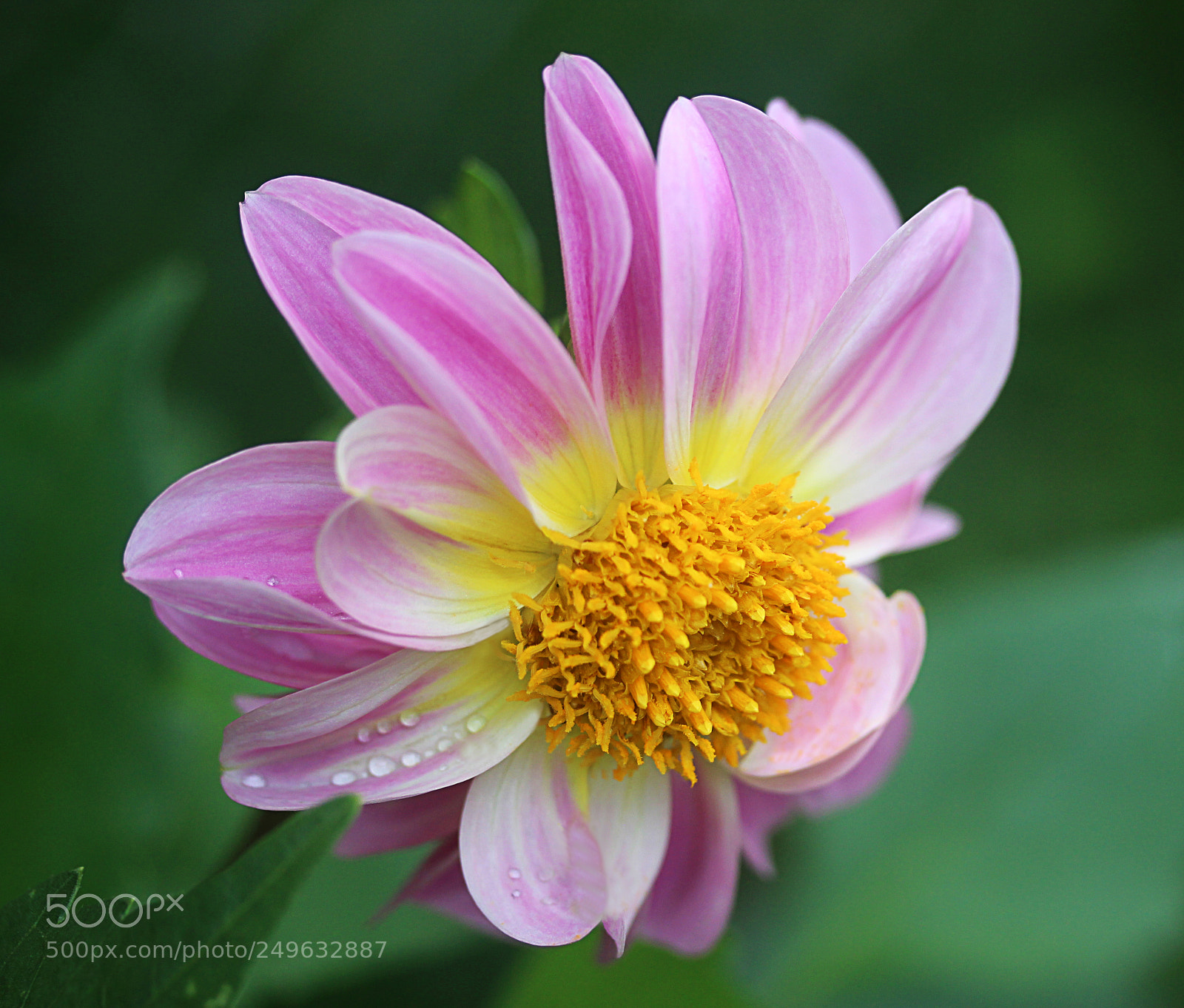 Canon EOS 650D (EOS Rebel T4i / EOS Kiss X6i) sample photo. Dahlia 40 photography