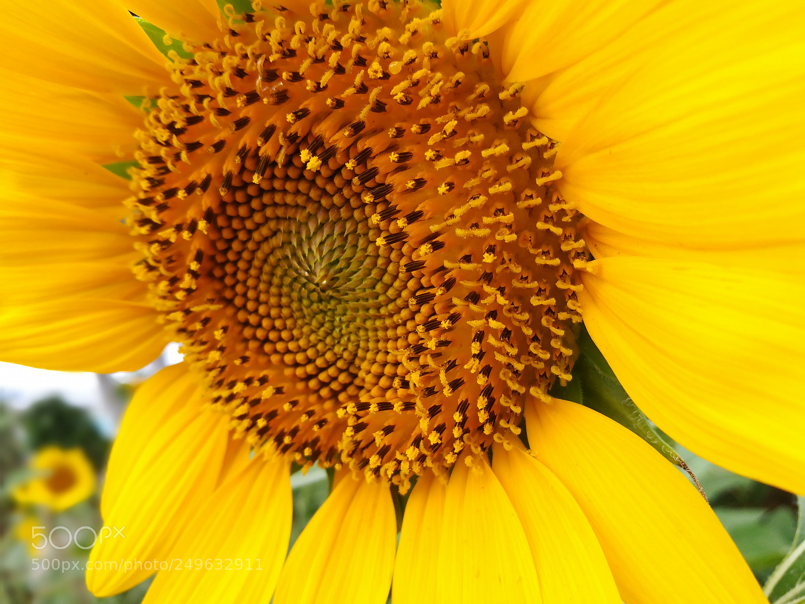HUAWEI honor 6x sample photo. Sun flower photography