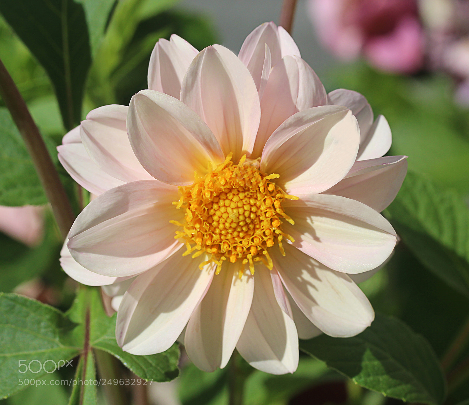 Canon EOS 650D (EOS Rebel T4i / EOS Kiss X6i) sample photo. Dahlia 42 photography