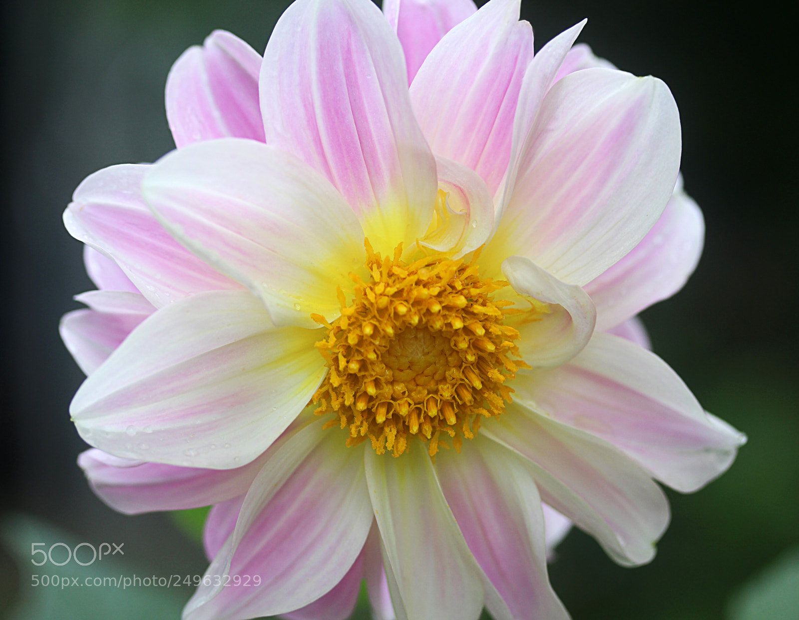 Canon EOS 650D (EOS Rebel T4i / EOS Kiss X6i) sample photo. Dahlia 44 photography