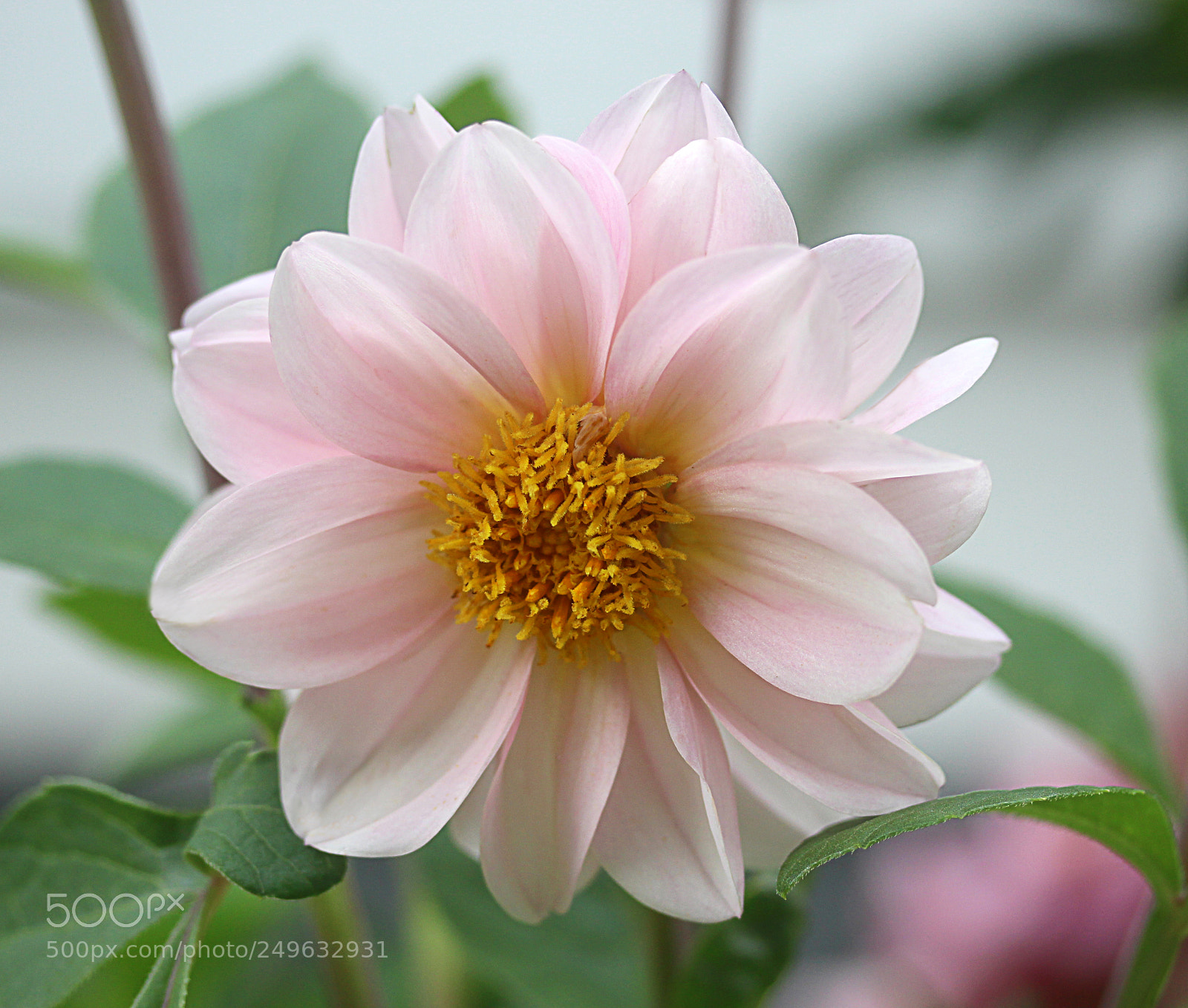 Canon EOS 650D (EOS Rebel T4i / EOS Kiss X6i) sample photo. Dahlia 43 photography