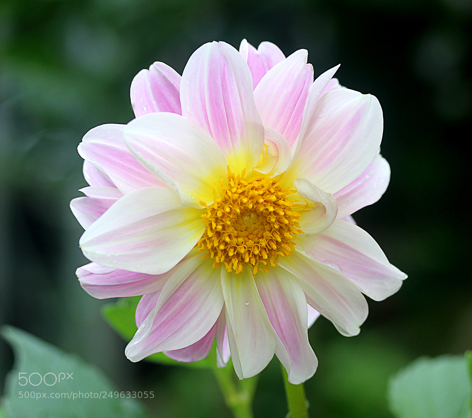 Canon EOS 650D (EOS Rebel T4i / EOS Kiss X6i) sample photo. Dahlia 45 photography