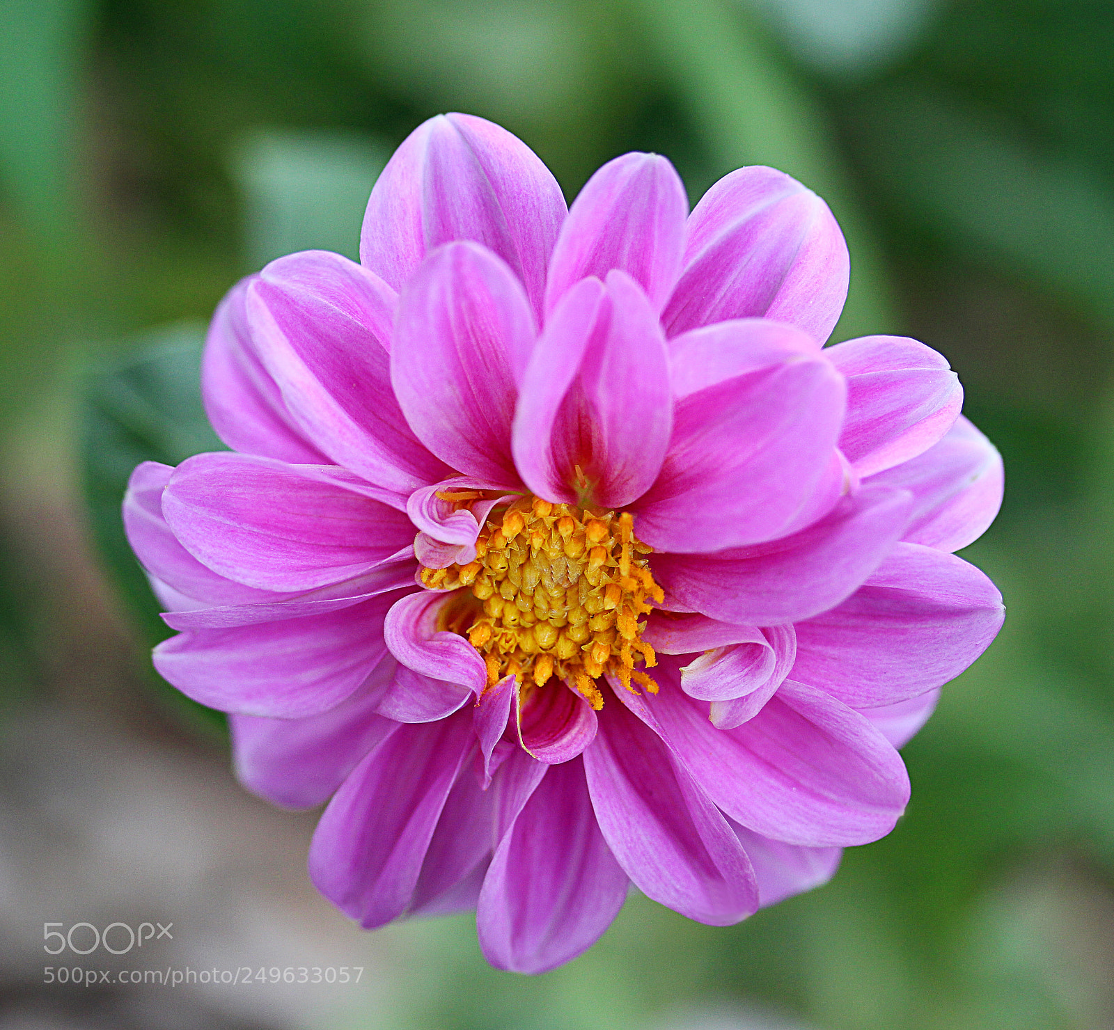 Canon EOS 650D (EOS Rebel T4i / EOS Kiss X6i) sample photo. Dahlia 46 photography