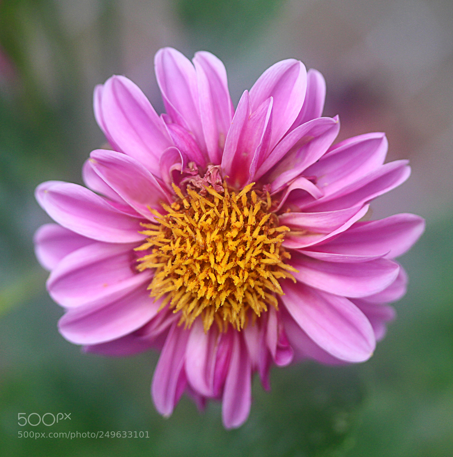 Canon EOS 650D (EOS Rebel T4i / EOS Kiss X6i) sample photo. Dahlia 47 photography