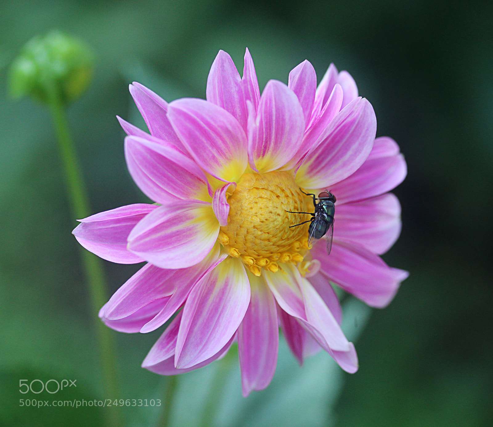 Canon EOS 650D (EOS Rebel T4i / EOS Kiss X6i) sample photo. Dahlia 48 photography