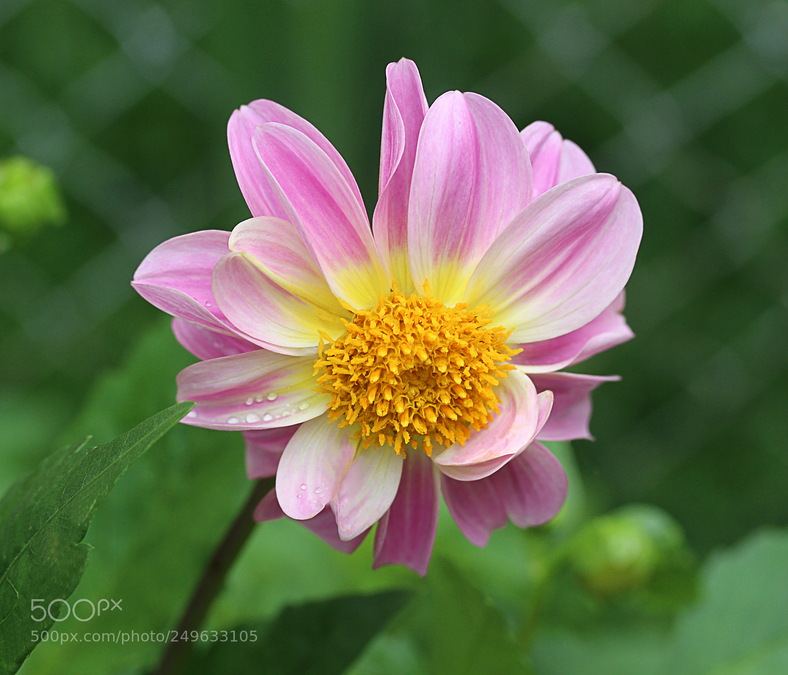 Canon EOS 650D (EOS Rebel T4i / EOS Kiss X6i) sample photo. Dahlia 49 photography