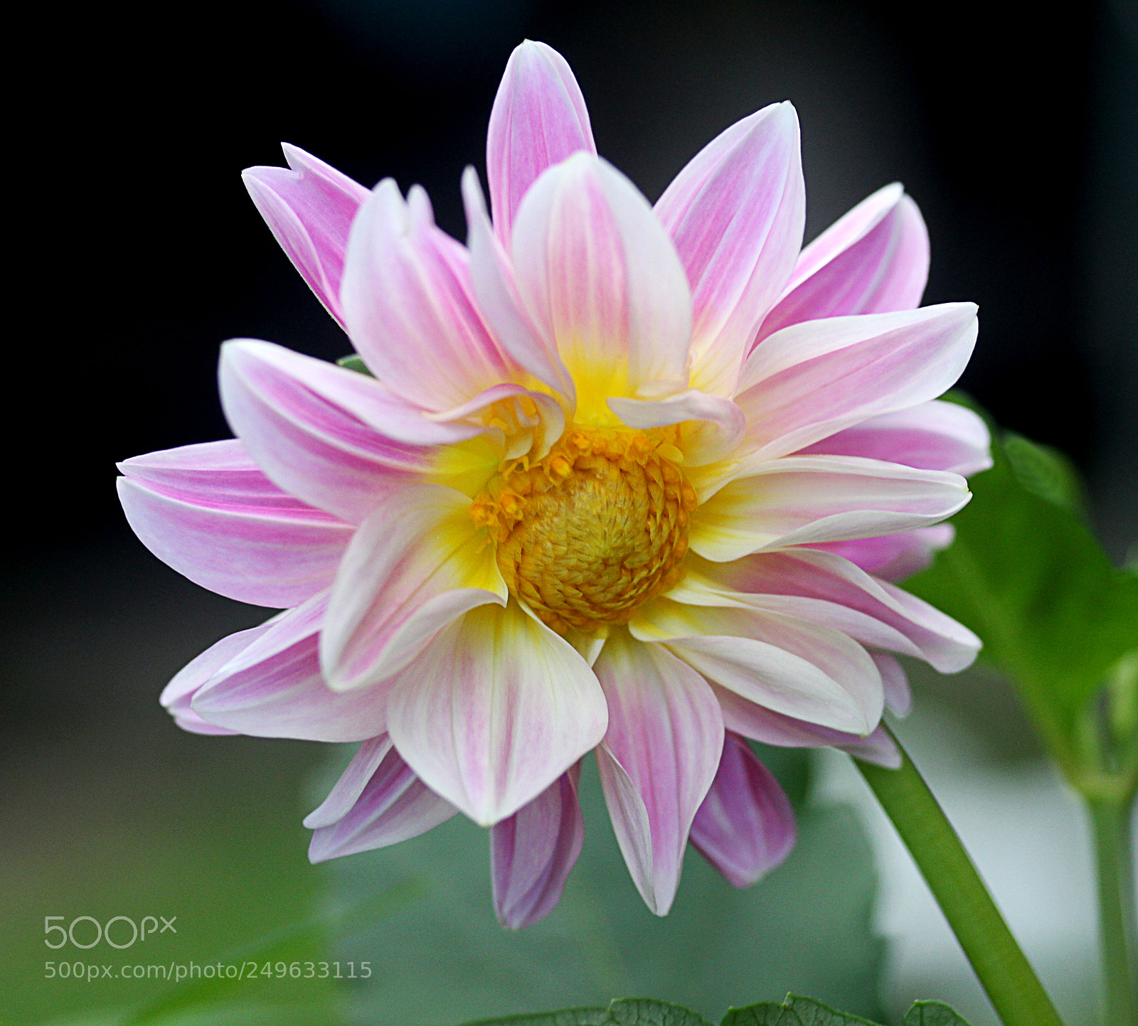Canon EOS 650D (EOS Rebel T4i / EOS Kiss X6i) sample photo. Dahlia 50 photography