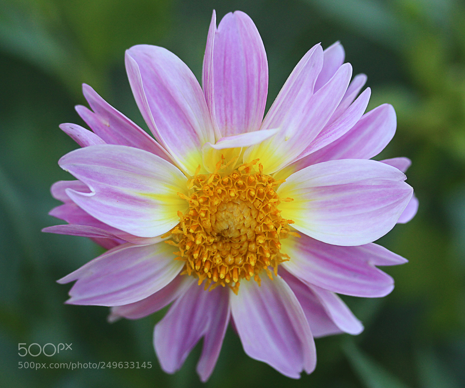 Canon EOS 650D (EOS Rebel T4i / EOS Kiss X6i) sample photo. Dahlia 52 photography