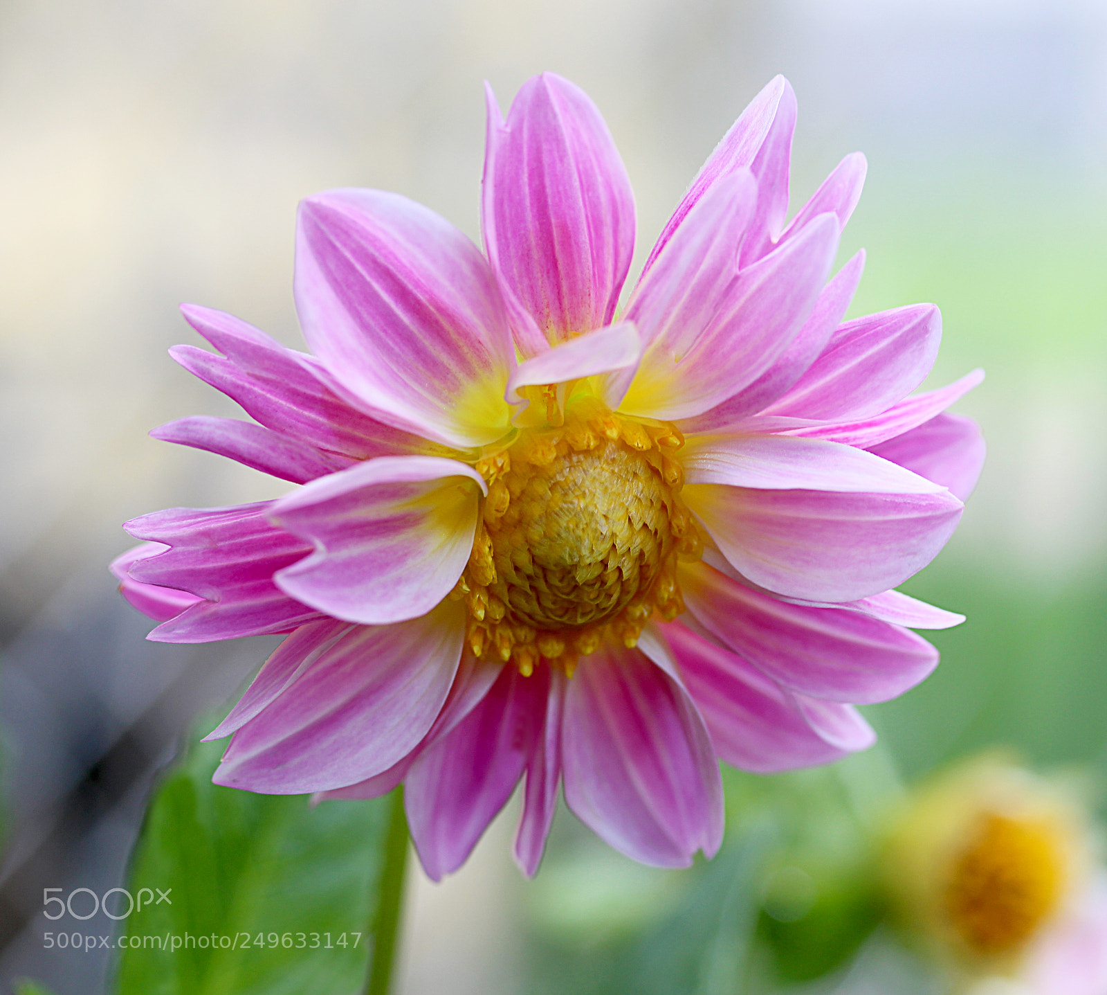 Canon EOS 650D (EOS Rebel T4i / EOS Kiss X6i) sample photo. Dahlia 53 photography