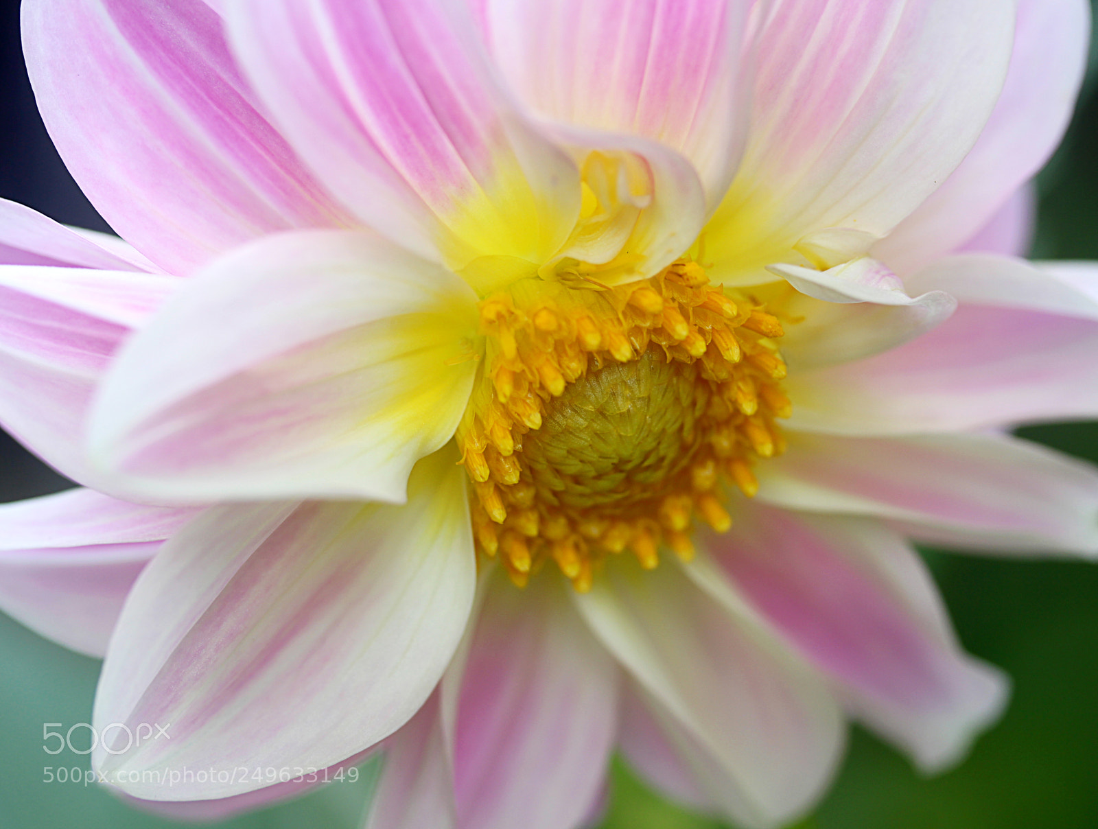 Canon EOS 650D (EOS Rebel T4i / EOS Kiss X6i) sample photo. Dahlia 51 photography