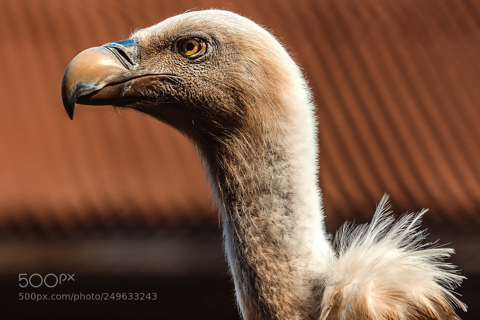 Canon EOS 550D (EOS Rebel T2i / EOS Kiss X4) sample photo. Griffon vulture photography
