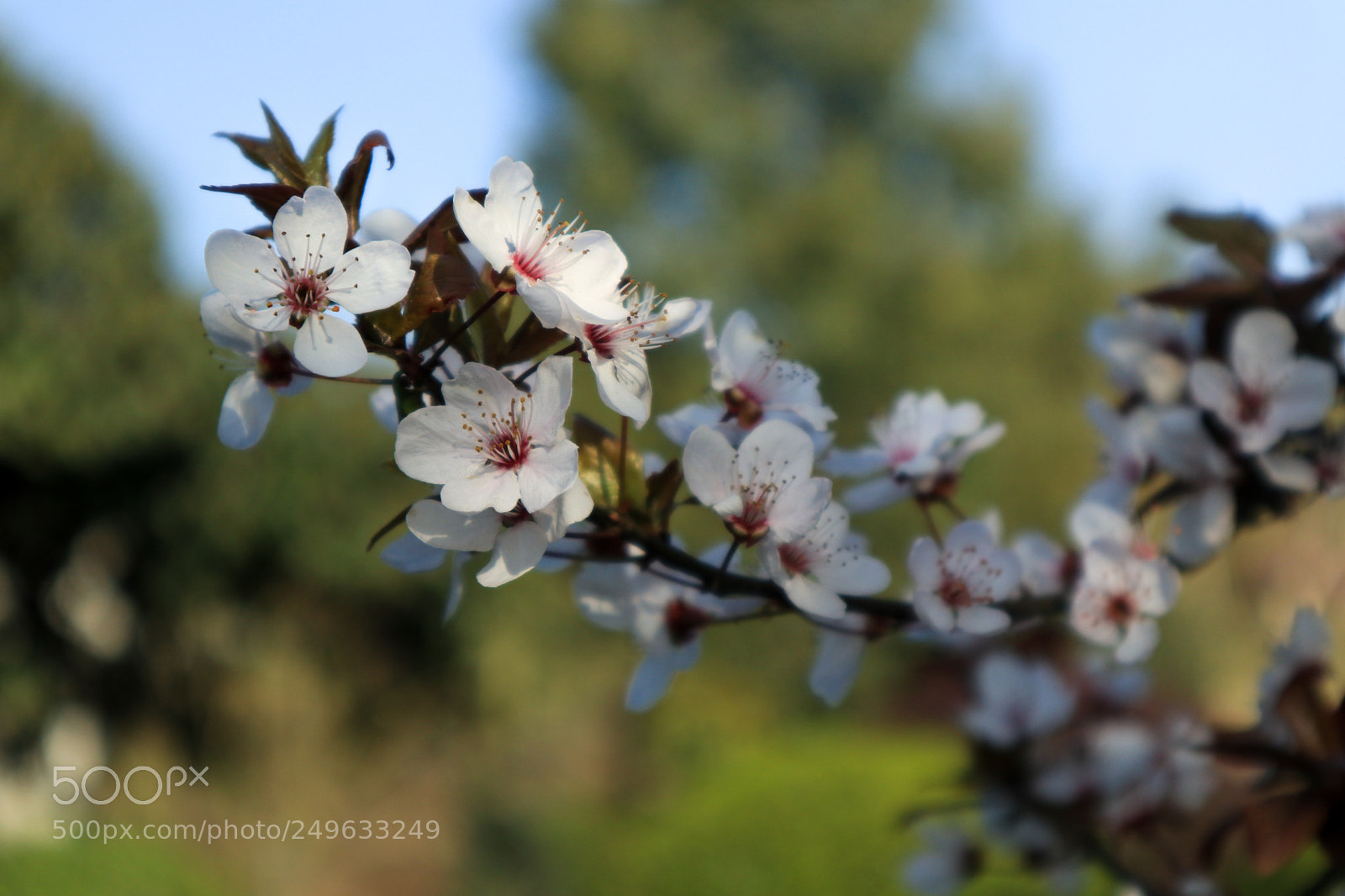 Canon EOS M6 sample photo. Img photography