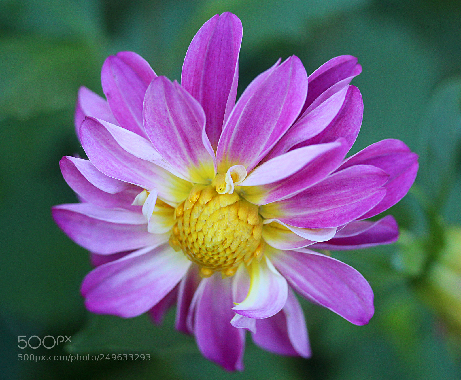 Canon EOS 650D (EOS Rebel T4i / EOS Kiss X6i) sample photo. Dahlia 54 photography