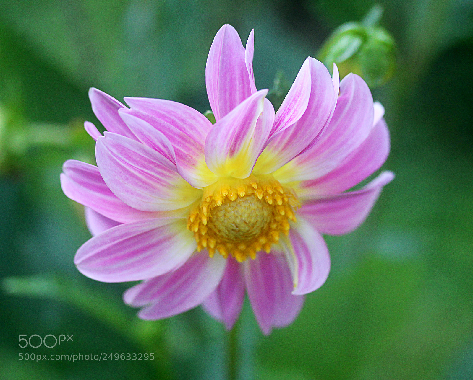 Canon EOS 650D (EOS Rebel T4i / EOS Kiss X6i) sample photo. Dahlia 55 photography