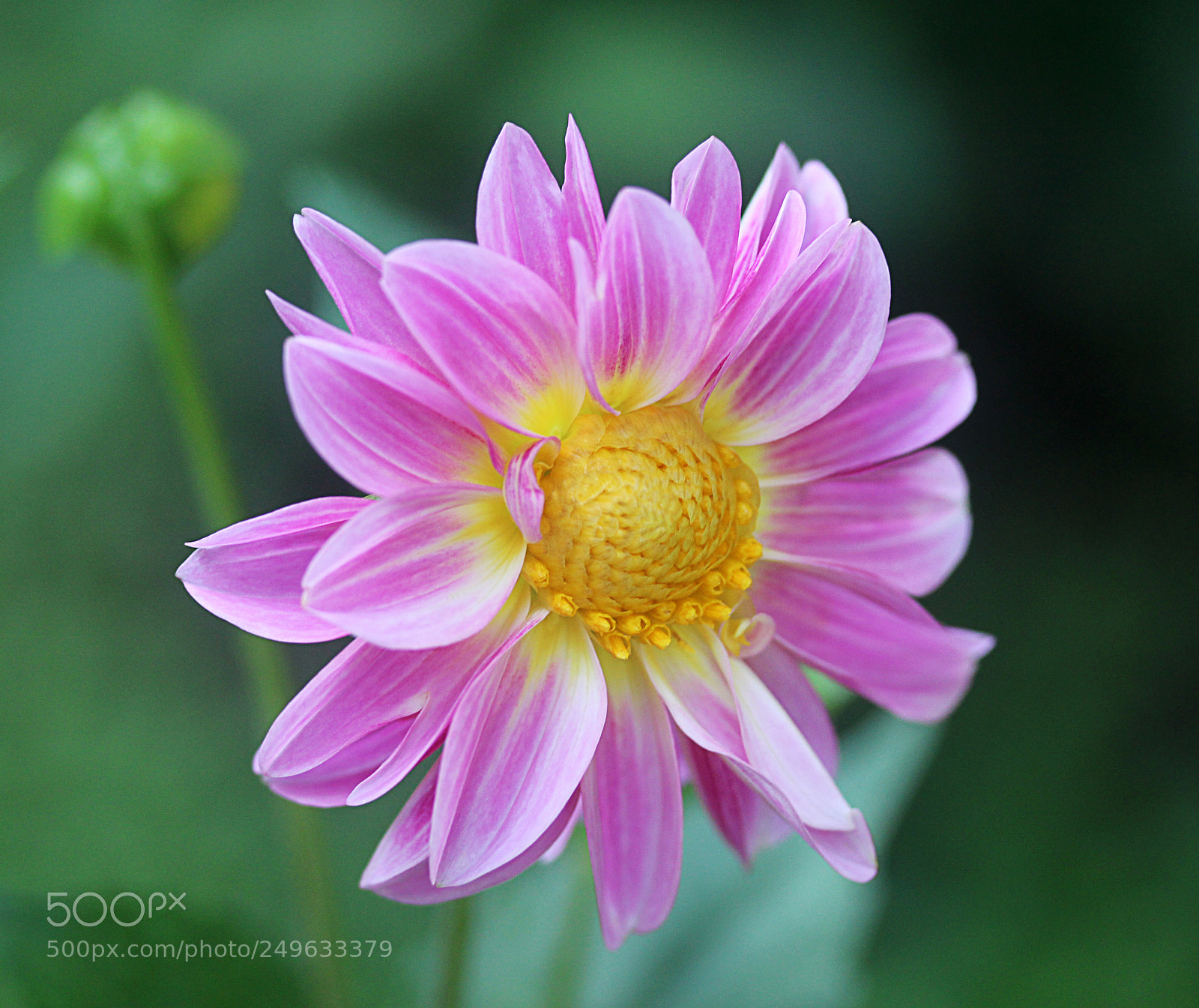 Canon EOS 650D (EOS Rebel T4i / EOS Kiss X6i) sample photo. Dahlia 56 photography