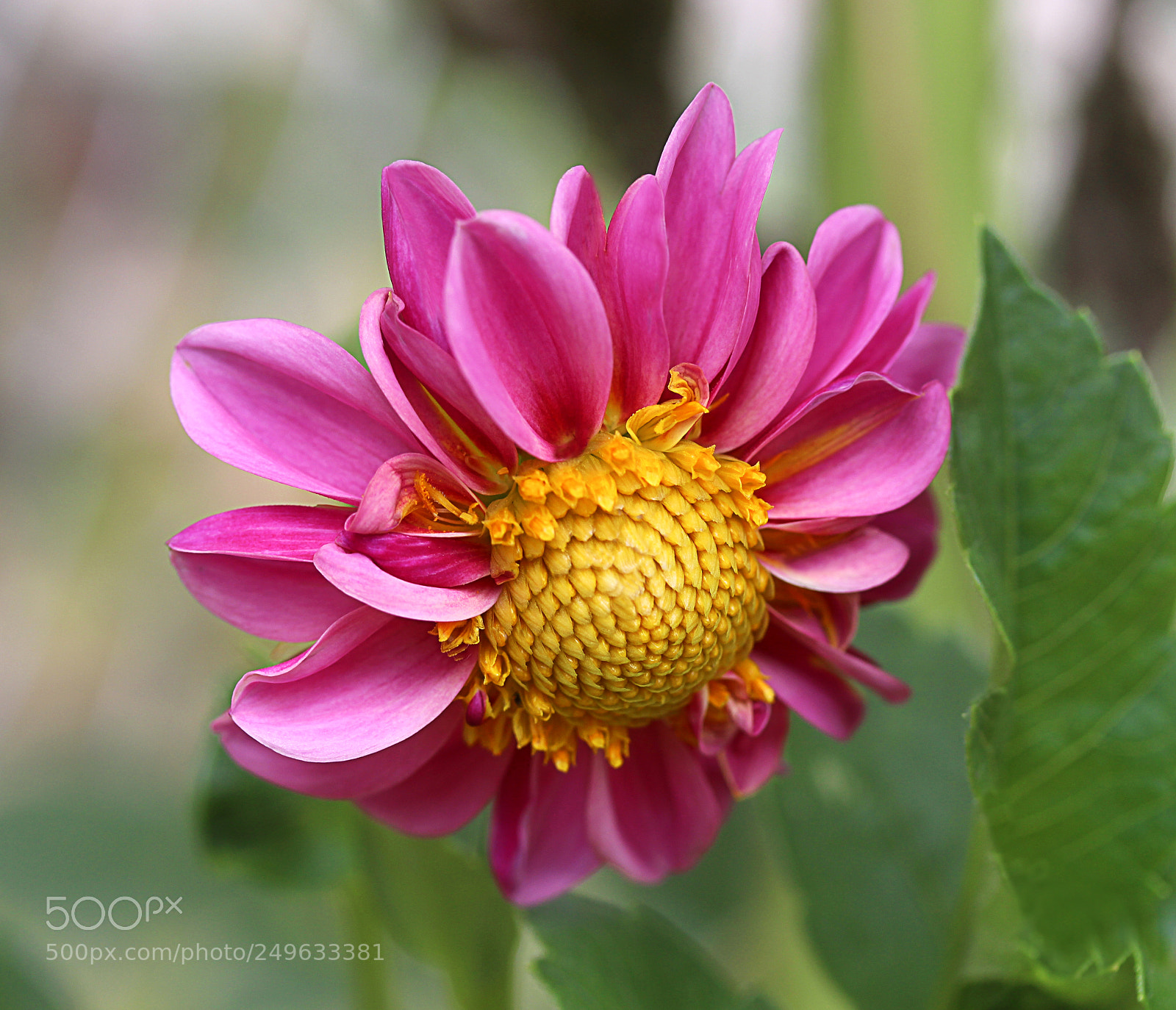 Canon EOS 650D (EOS Rebel T4i / EOS Kiss X6i) sample photo. Dahlia 57 photography