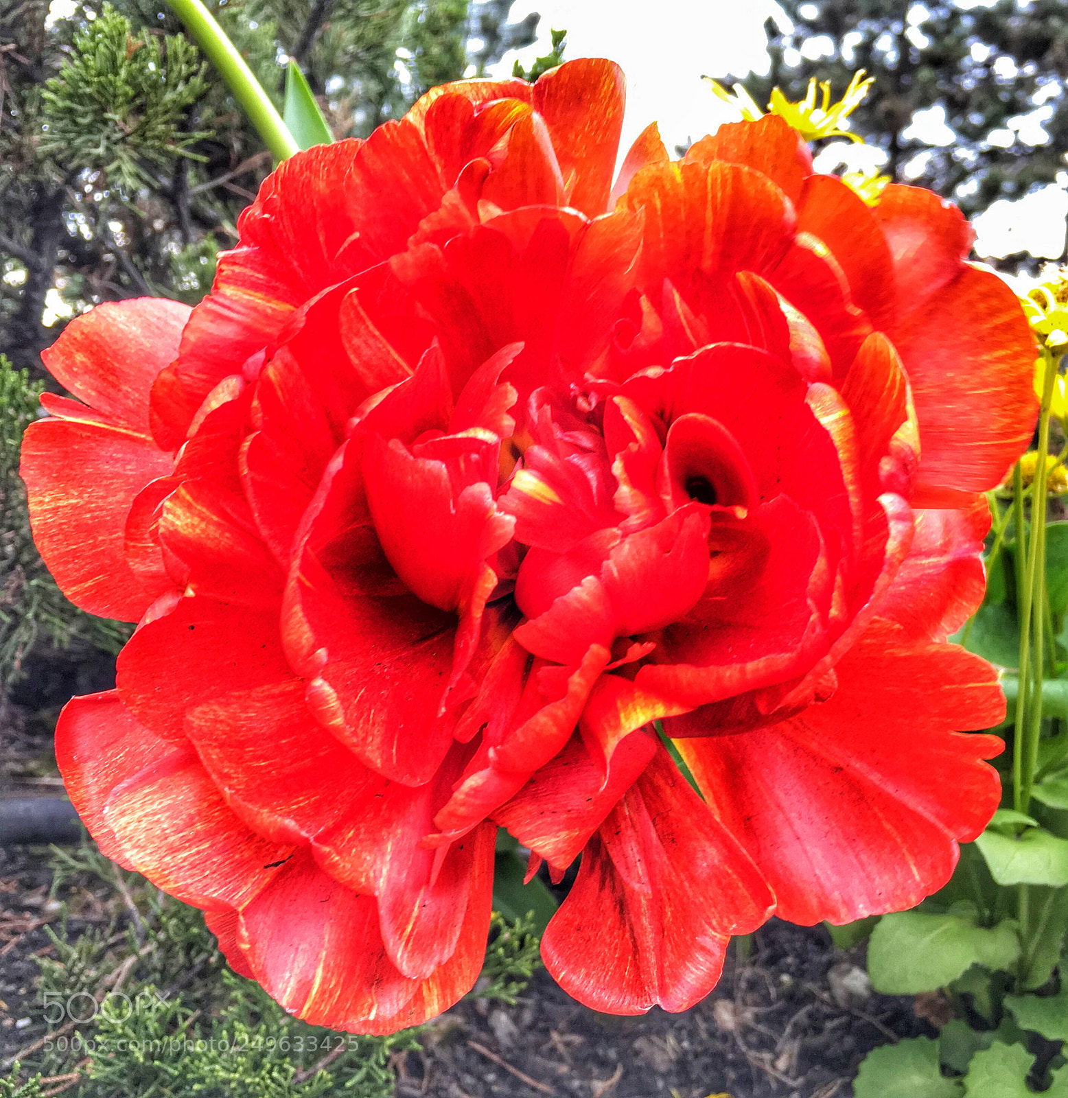 Apple iPhone 6s sample photo. Flower photography