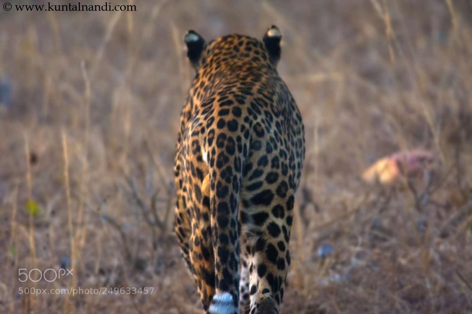 Nikon D7200 sample photo. The march of royalty photography