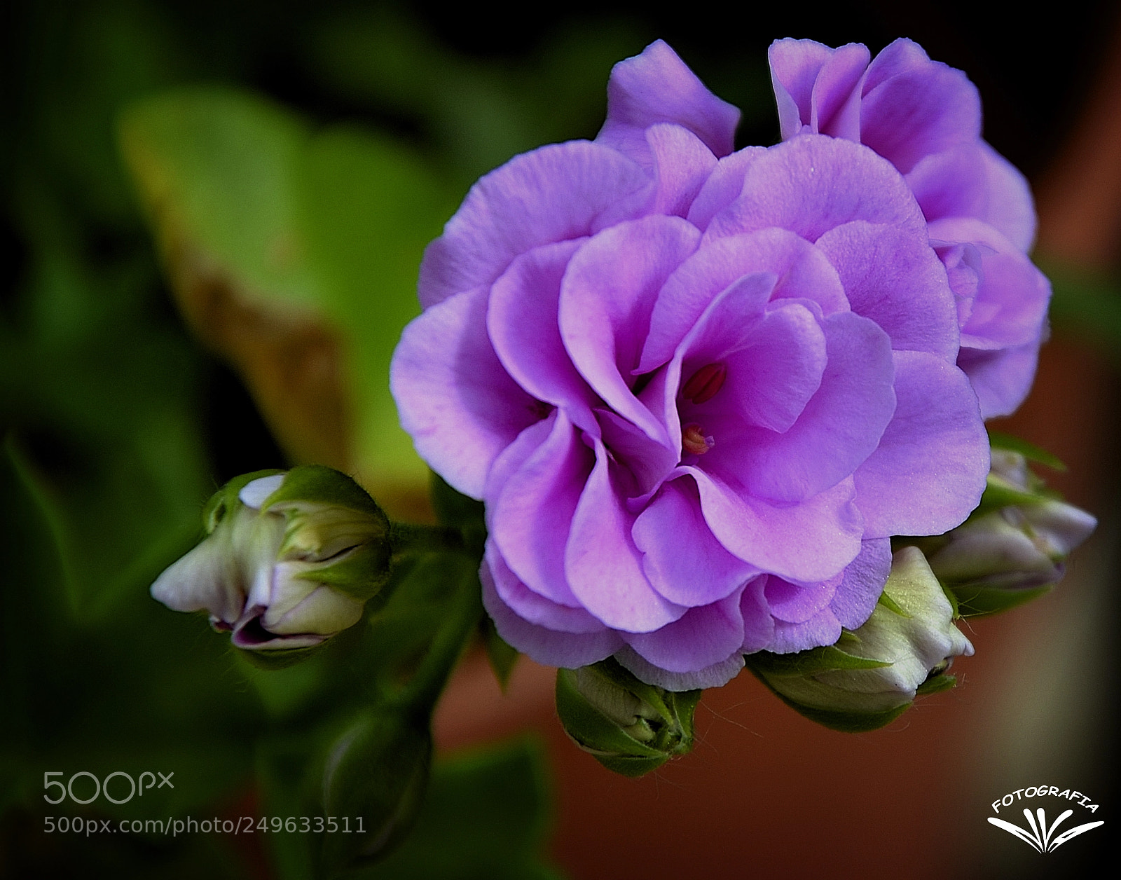 Nikon D7000 sample photo. Flor photography