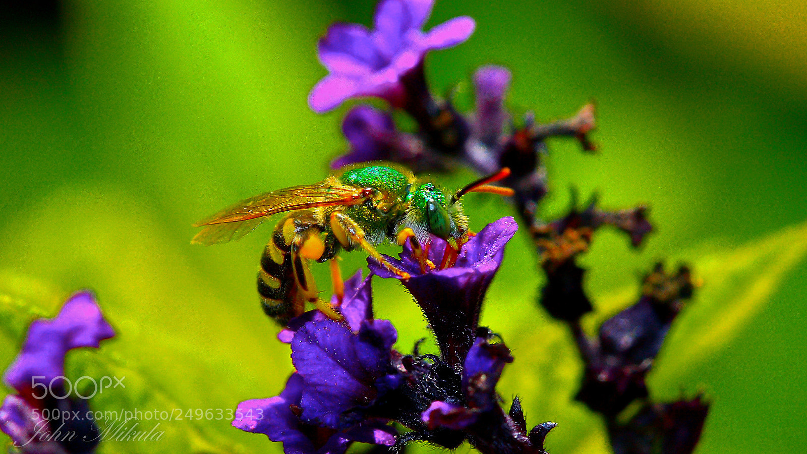 Canon EOS 5D sample photo. Pollen addict .green sweat photography