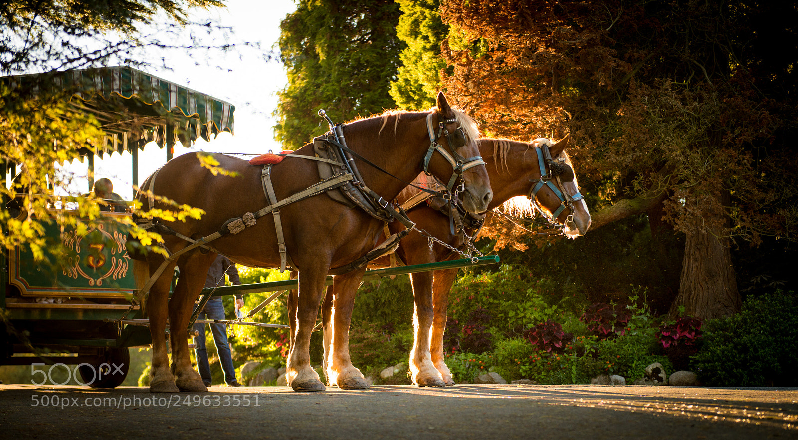 Nikon D800 sample photo. Carriage horses ii photography