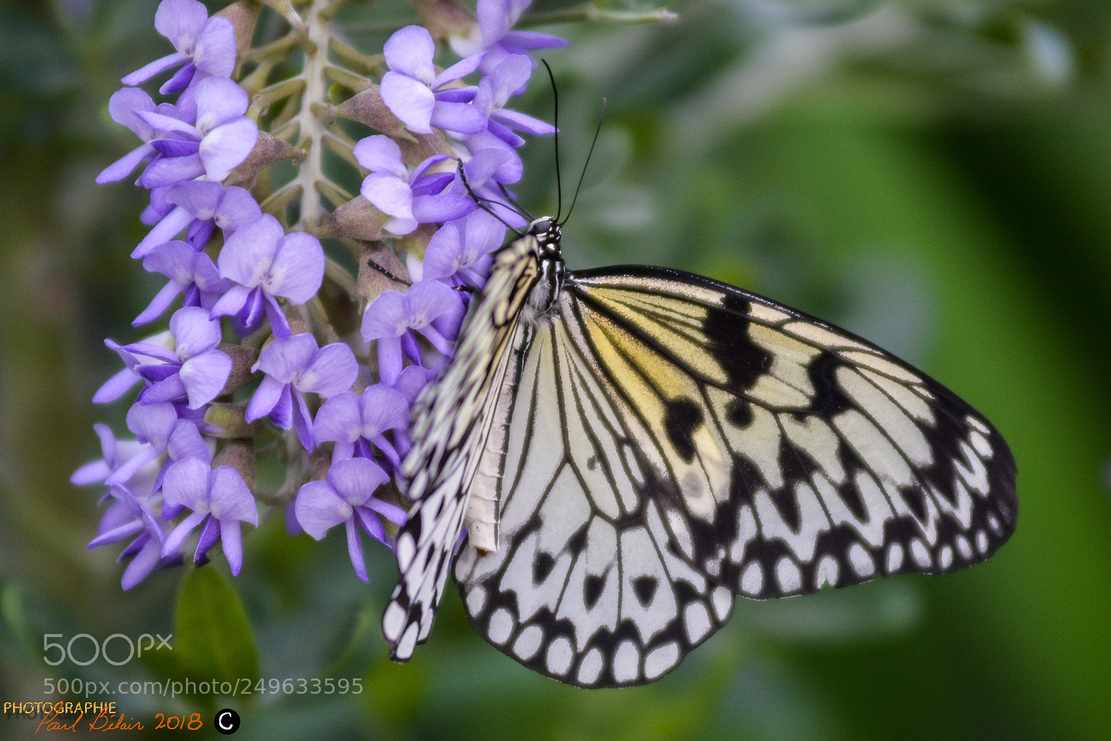 Nikon D7100 sample photo. Papillons en libert photography