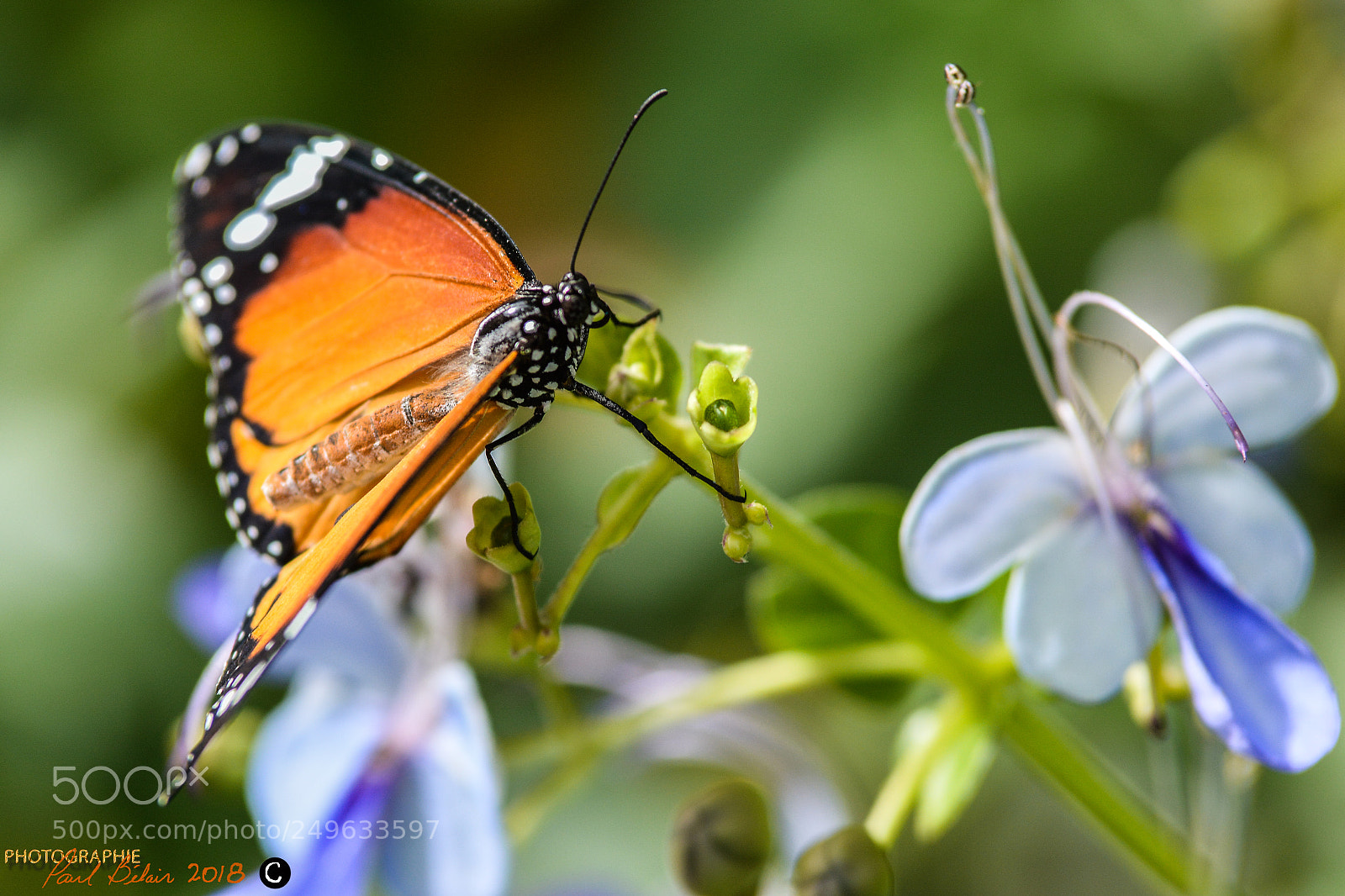 Nikon D7100 sample photo. Papillons en libert photography