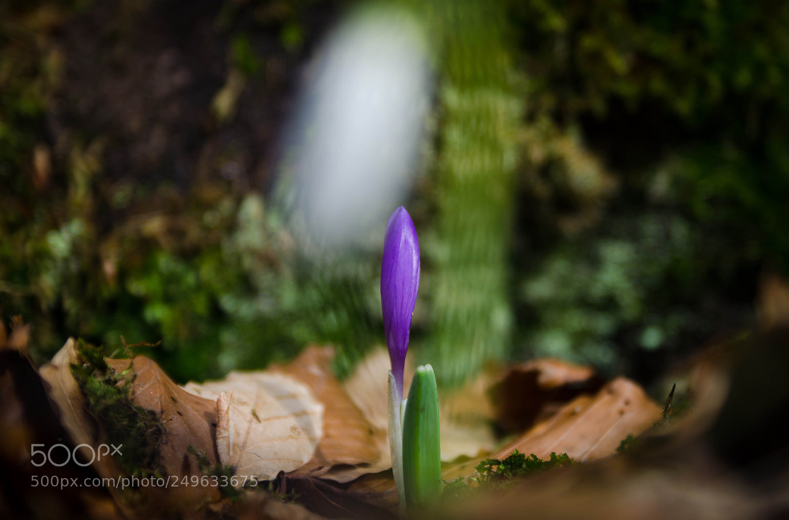 Nikon D5100 sample photo. Spring call photography