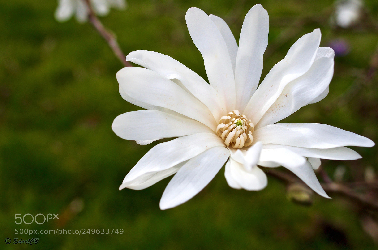 Pentax K-5 sample photo. Magnolia stellata photography