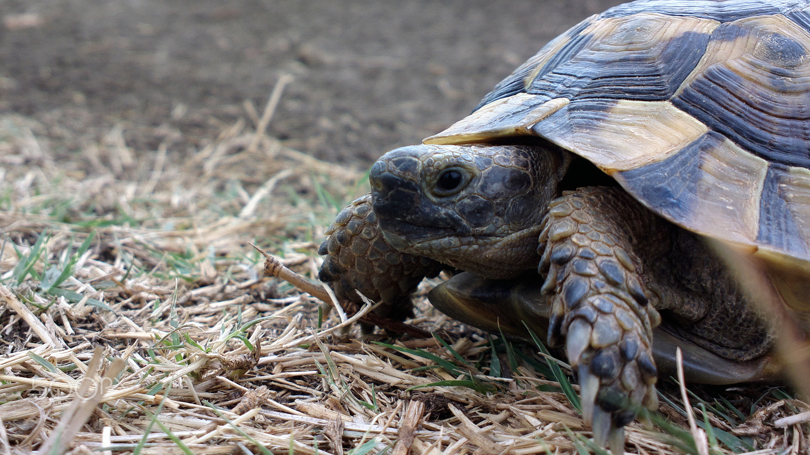 Nokia 808 PureView sample photo. Tortoise on trip photography