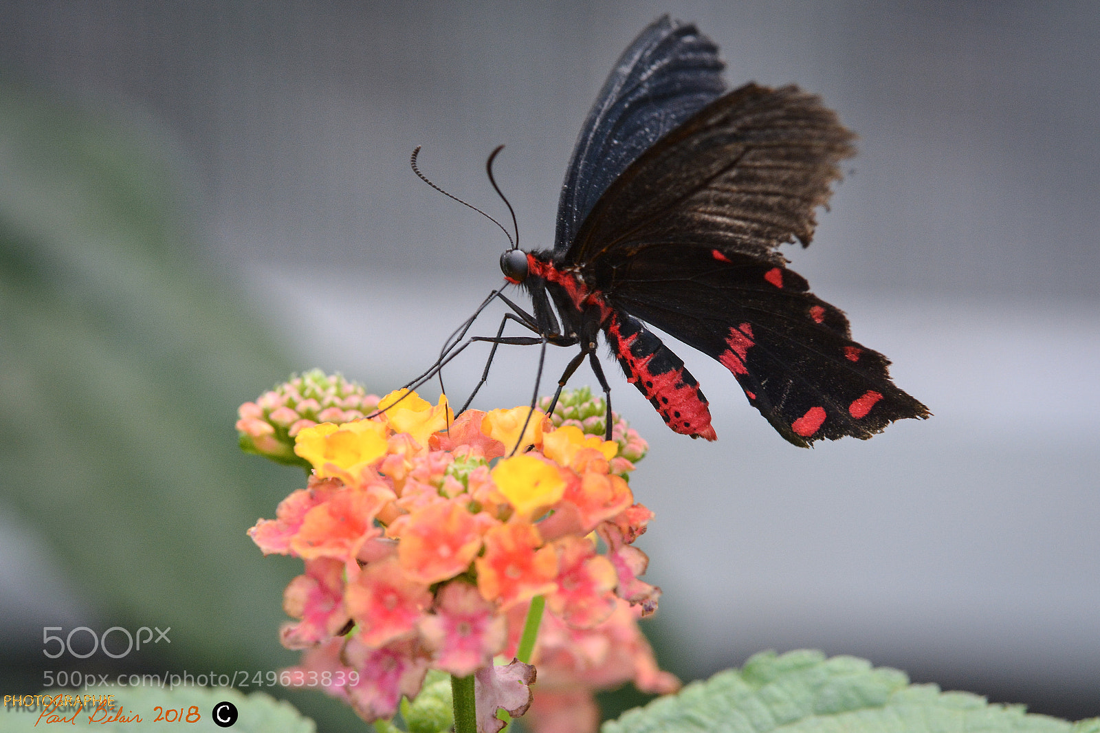 Nikon D7100 sample photo. Papillons en libert photography