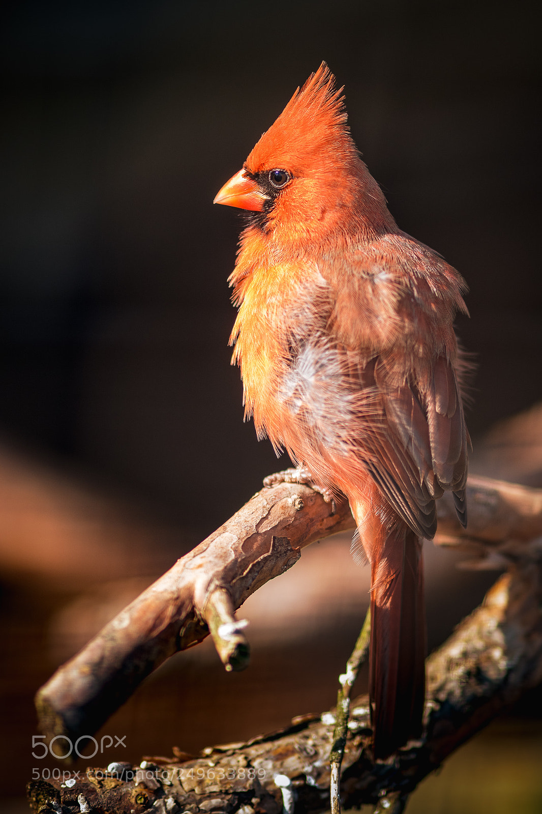 Olympus OM-D E-M5 II sample photo. Northern cardinal photography
