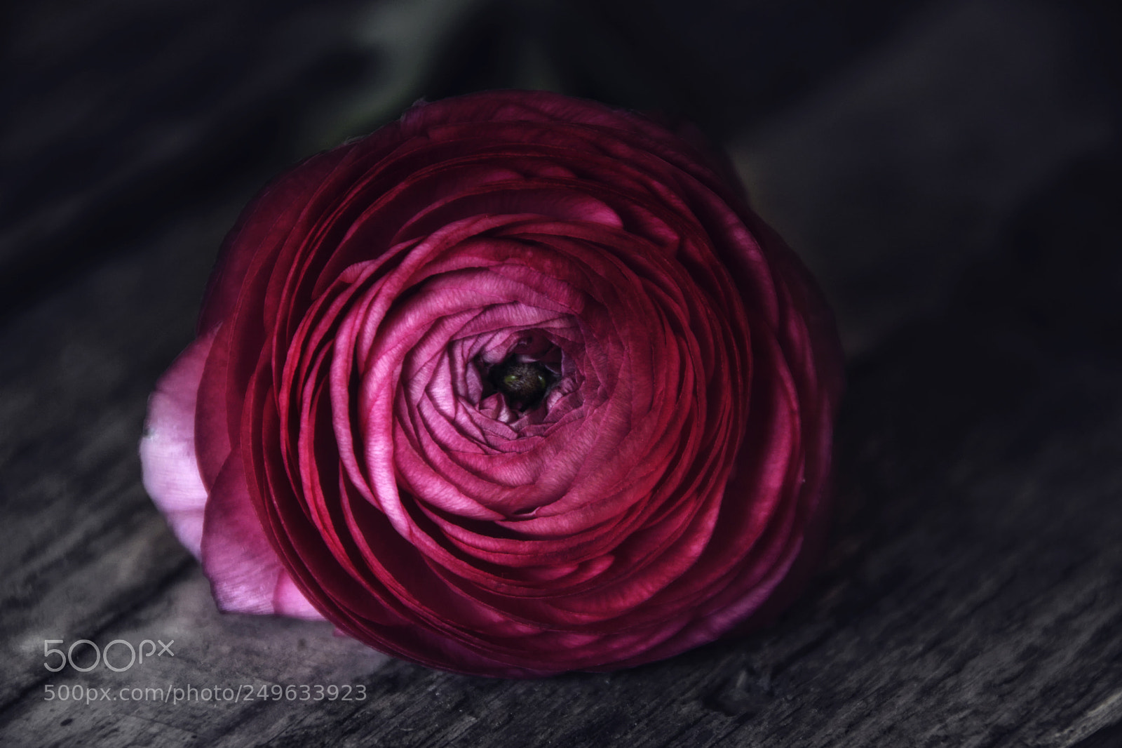 Nikon D5200 sample photo. Ruby photography