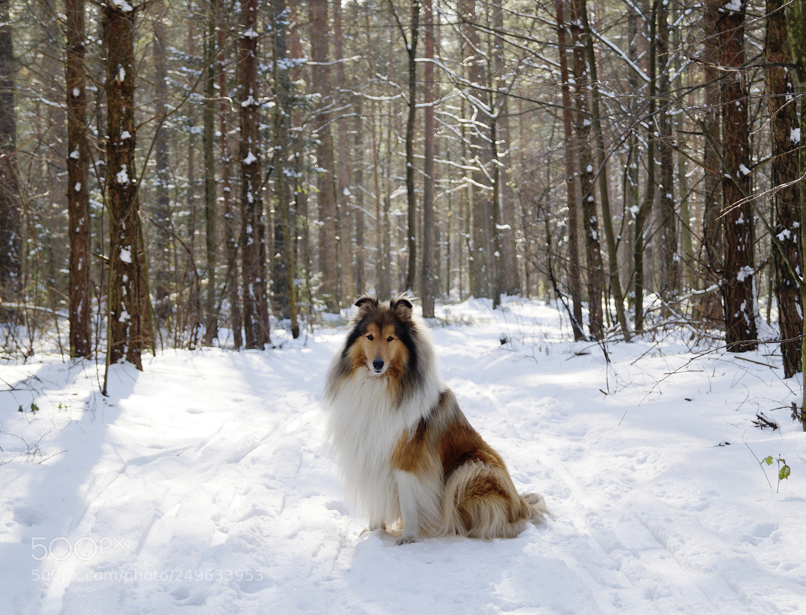Sony SLT-A58 sample photo. Collie photography