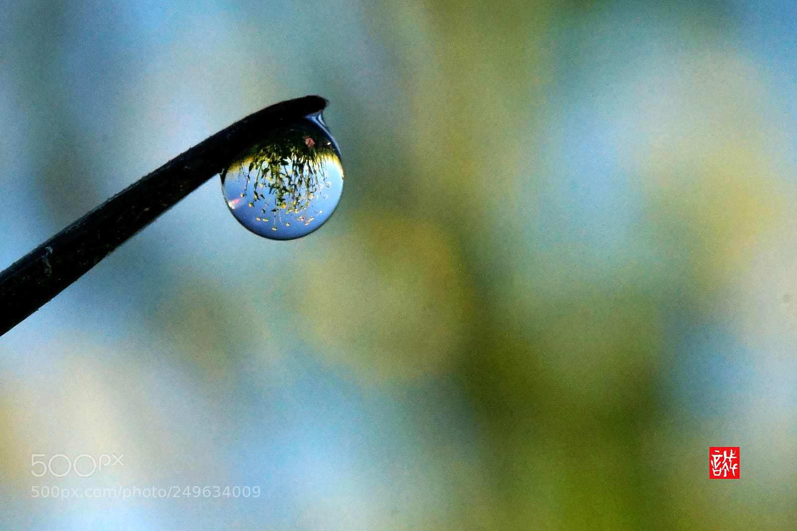 Sony a7 II sample photo. Morning dew 0317 photography