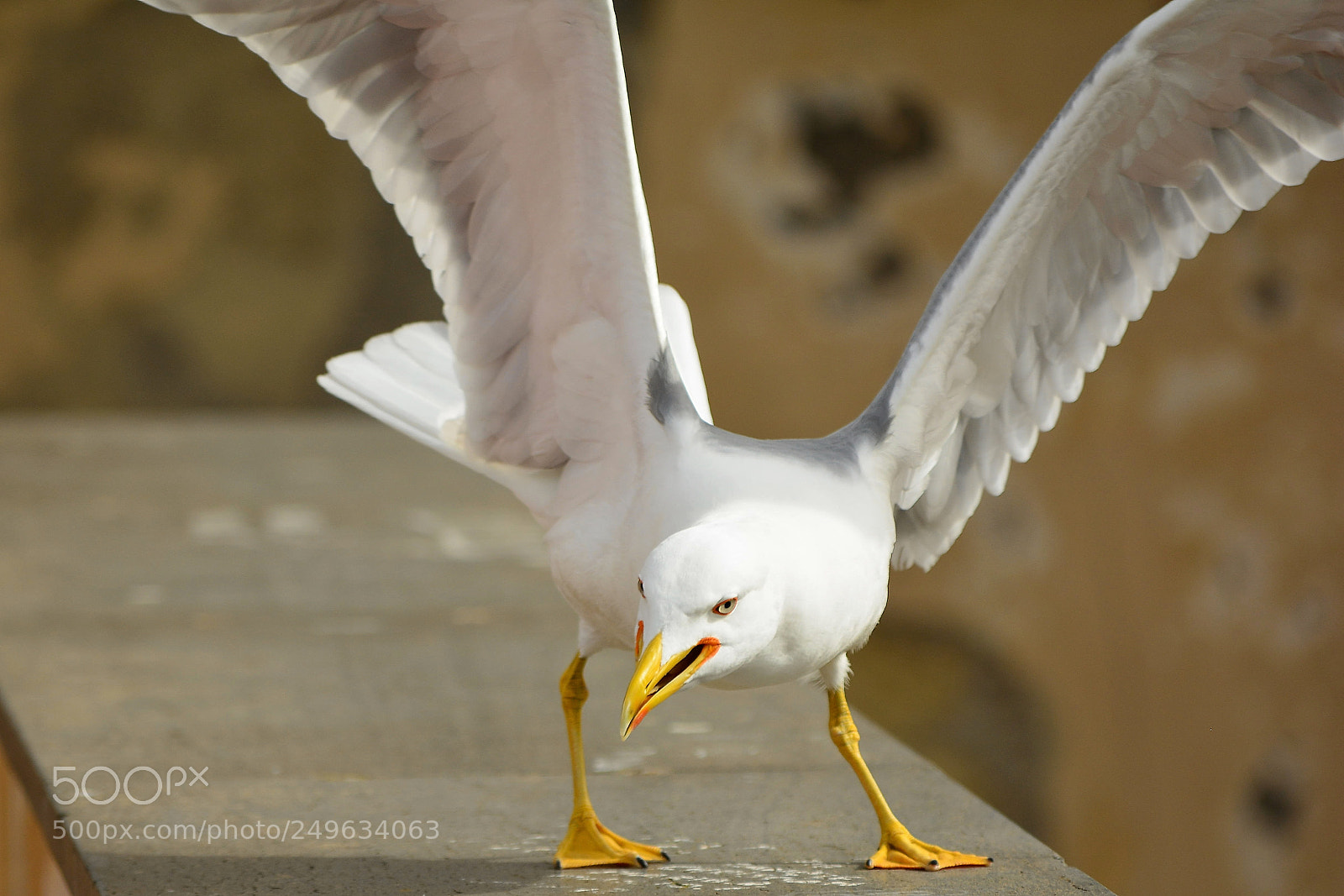 Nikon D7100 sample photo. Angry bird photography