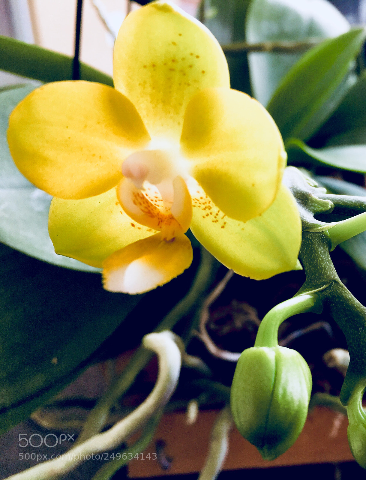 Apple iPhone SE sample photo. Yellow orchid photography