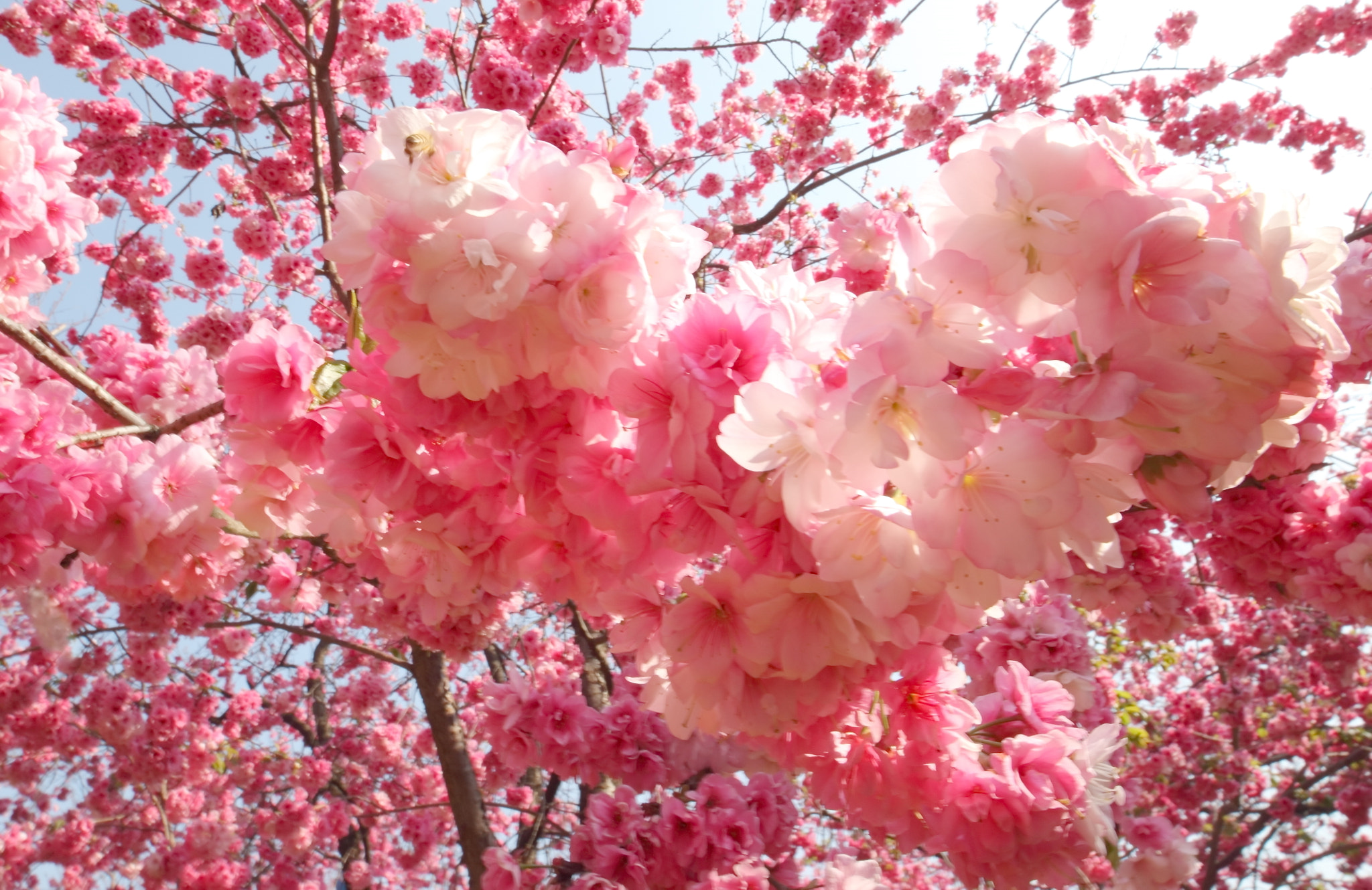 Canon EF 16-35mm F4L IS USM sample photo. 花潮 photography