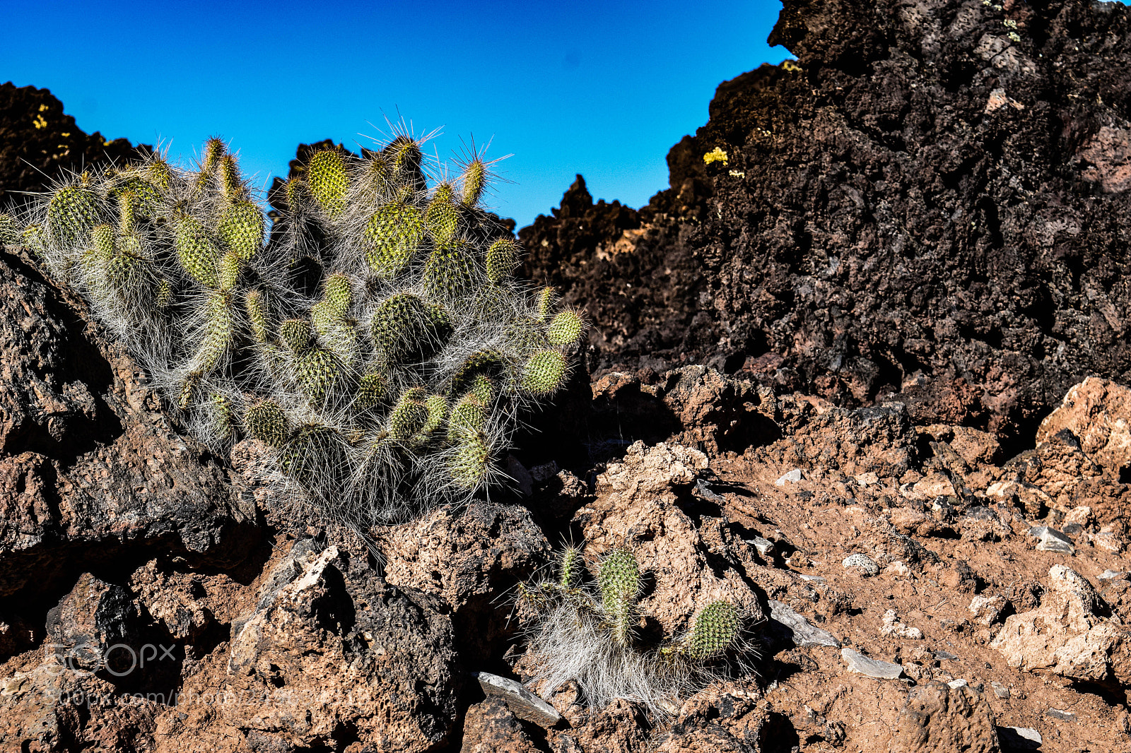 Nikon D5300 sample photo. Lava flow cactus photography