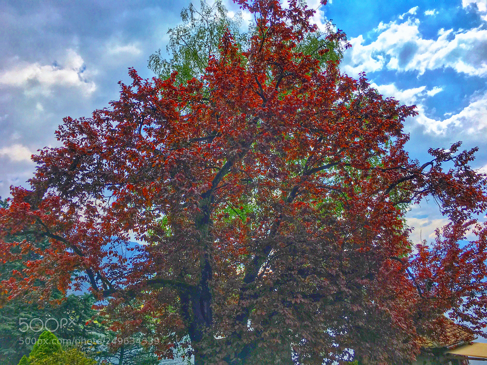Apple iPhone 6s sample photo. Tree photography