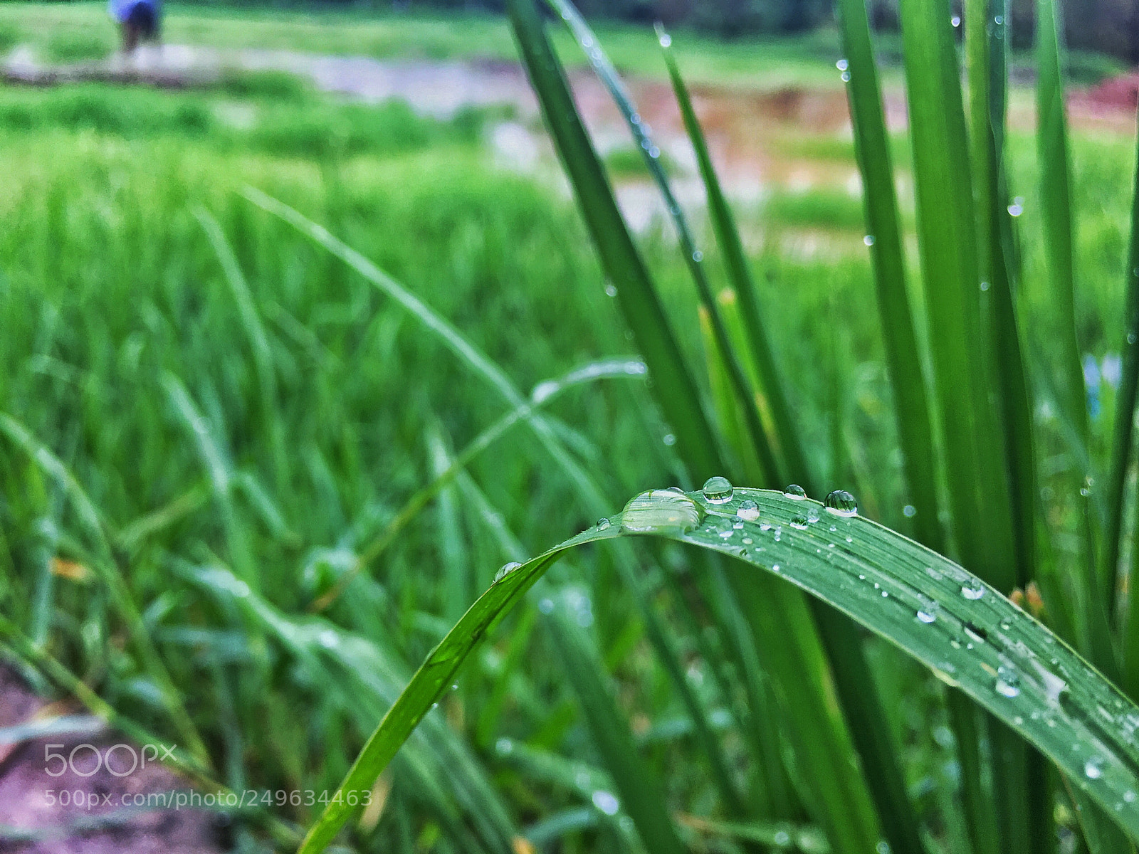 Apple iPhone 6s sample photo. Raindrops on a grass photography