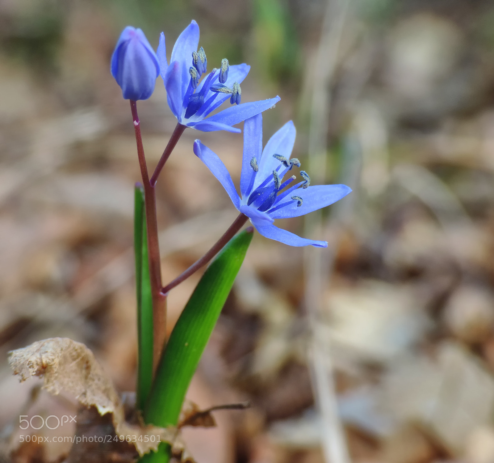 Nikon Coolpix P520 sample photo. Scilla bifolia photography