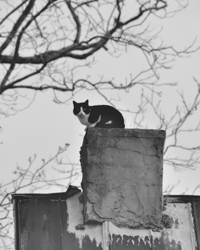 Nikon D7200 sample photo. _dsc3815_1574.jpg photography