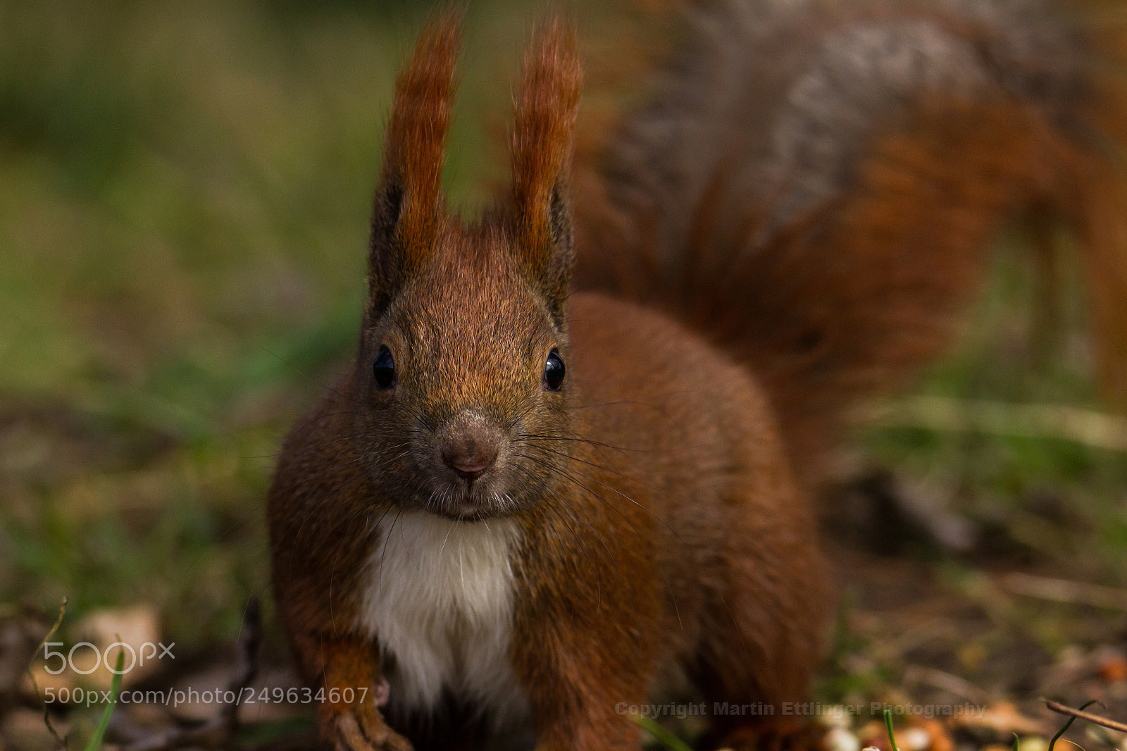 Canon EOS 7D sample photo. Eurasian red squirrel sciurus photography