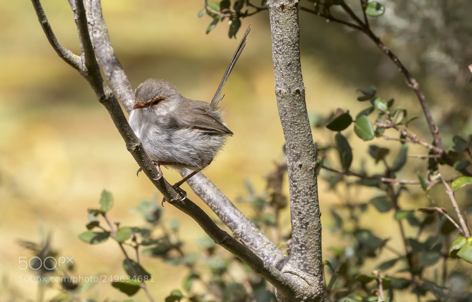 Canon EOS 600D (Rebel EOS T3i / EOS Kiss X5) sample photo. Baby wren photography